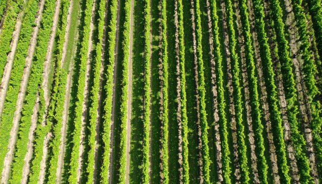 Aerial View Of Rows Of Green Vines In Vineyard