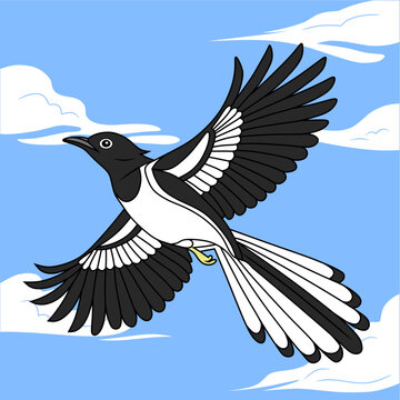 A striking black-and-white Oriental Magpie-Robin (Kacer) gracefully soars through a bright blue sky, spreading its wings wide in mid-flight.