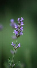 Obraz premium Close-up lavender flower in soft focus