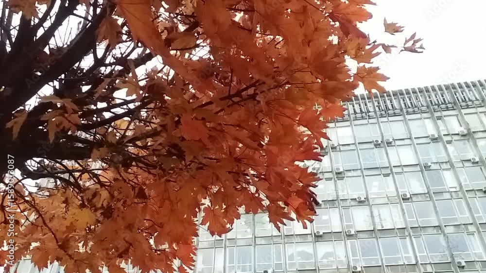 Poster tree with orange leaves is in front of a building