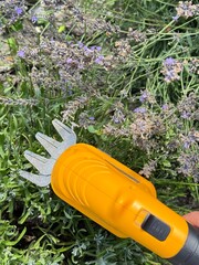 Cutting a lavender bush with a cordless trimmer brush trimmer. battery powered scissors