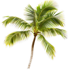 Obraz premium Isolated palm tree, vibrant green fronds, light beige trunk