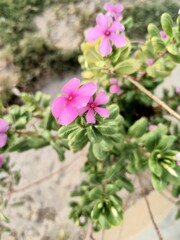 pink flowers in the garden