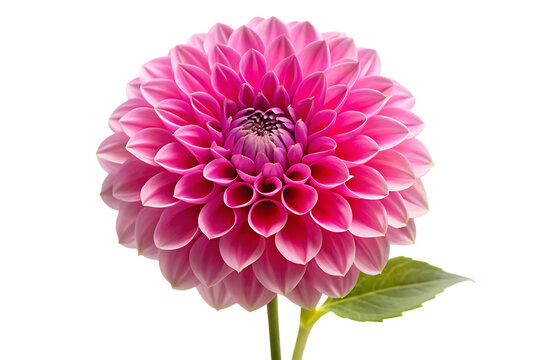 A single vibrant pink dahlia flower with a green stem and leaf against a black background isolated on a transparent background