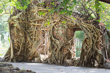Old tree with giant roots on ancient temple gate .
