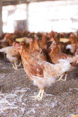 Close up of brown chicken in chicken farm