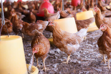 A lot of brown chicken in chicken farm