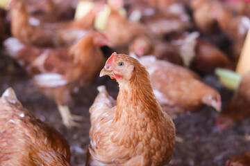 A lot of brown chicken in chicken farm
