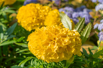 Vibrant marigold flowers in full bloom. A sunlit garden of marigolds radiating warmth and joy inviting you to embrace the beauty of nature and the fleeting moments of summer.