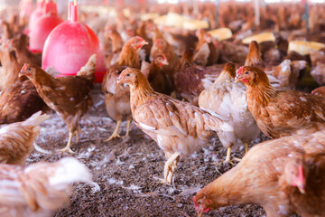 A lot of brown chicken in chicken farm