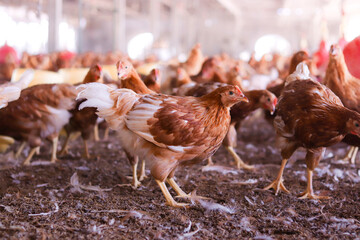 Close up of brown chicken in chicken farm