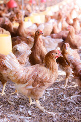 Close up of brown chicken in chicken farm