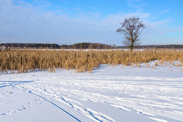 Frozen Lake with Reeds and Solitary Tree in Winter Calm