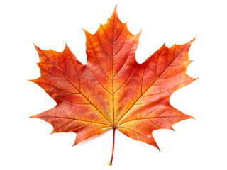 Obraz premium Single vibrant red orange maple leaf with detailed veins and serrated edges isolated on a transparent background