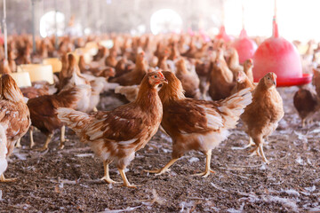 A lot of brown chicken in chicken farm