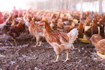 A lot of brown chicken in chicken farm