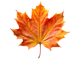 Single vibrant orange and yellow maple leaf with detailed veins and red stem isolated on a transparent background
