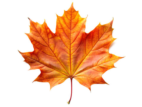 Single vibrant orange and yellow maple leaf with detailed veins and red stem isolated on a transparent background