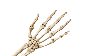 Hand skeleton bones showing lateral anatomical view structure, isolated on a transparent background