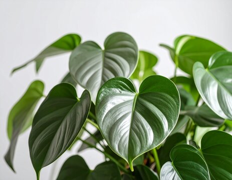 "Close-up cinematic photograph of a Silver Satin Pothos plant against a clean white background. Emphasize the delicate variegation and texture of the leaves. Soft, natural lighting. Studio quality, hi