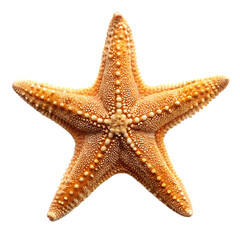 Detailed view of a textured orange starfish with raised bumps against a black background isolated on a transparent background