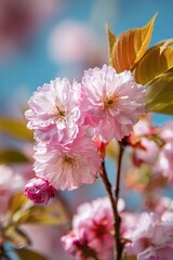 Fototapeta premium Close-up of cherry blossoms in full bloom with pink petals, green leaves, and blue sky in bright spring sunlight