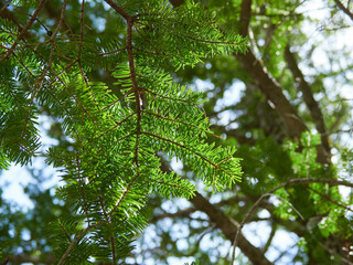 春の観光名所上高地の原始林と青空の風景