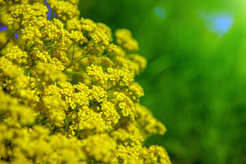 rock alyssum on a green natural background
