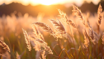 Golden Hour in a Grass Field