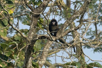 Phayre's leaf monkey (Trachypithecus phayrei), also known as Phayre's langur, is a species of Old World monkey at Dosdewa, Karimganj, Assam, India