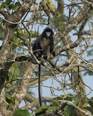Phayre's leaf monkey (Trachypithecus phayrei), also known as Phayre's langur, is a species of Old World monkey at Dosdewa, Karimganj, Assam, India