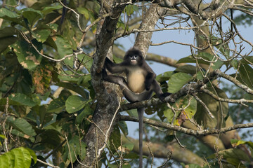 monkey_PAP8972.jpg