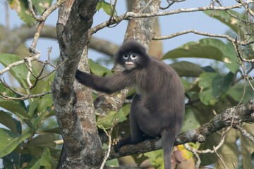 Phayre's leaf monkey (Trachypithecus phayrei), also known as Phayre's langur, is a species of Old World monkey at Dosdewa, Karimganj, Assam, India