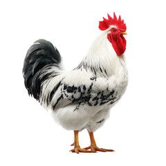 Fototapeta premium Rooster with white and black plumage, red comb and wattles, standing proud