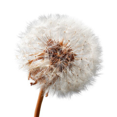 Close-up of a dandelion seed head.  Fluffy white seeds surround a brown center