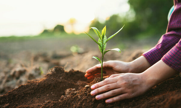 person is planting a small tree in the dirt