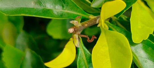 Close up of a plant with yellow leaves and brown stem