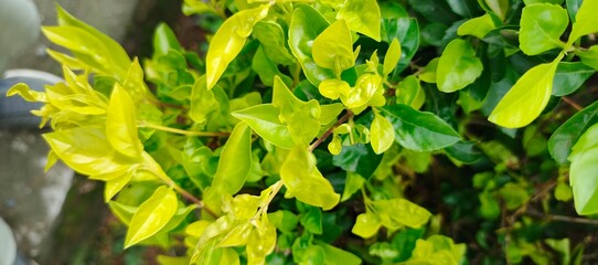 Close up view of green and yellow leaves in bright light