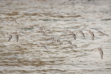 Flock of sanderlings in flight over sea