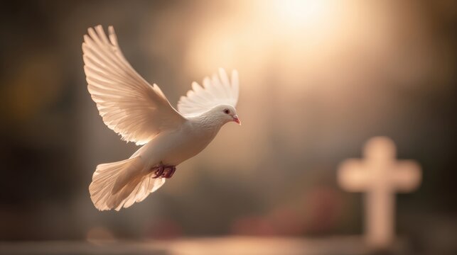 Peaceful white dove flying in warm sunset light with blurred background and cross.