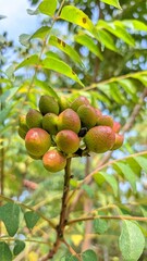 Close-up of fresh curry tree fruits growing in clusters on a branch, with green leaves and soft sunlight in the background