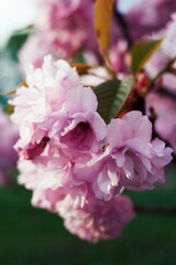 Close up of a pink flower with a green leaf. Vertical background. Wallpapers phone.