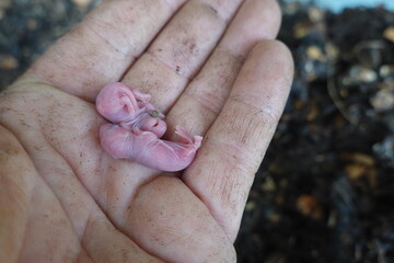 Farmer holding newborn mice in open palm
