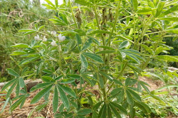 White lupine growing in cultivated soil