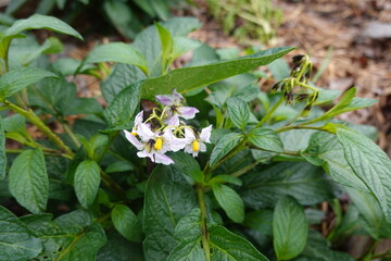 Pepino dulce melon pear plant growing with flowers and green leaves