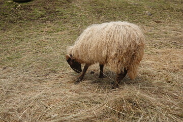 Sheep grazing on dry grass in green pasture
