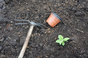 Gardener planting yacon in fertile soil