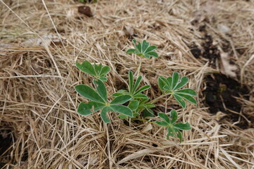 Young lupine plant growing in straw mulch