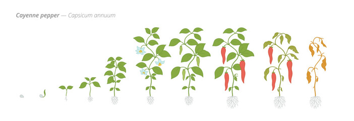 Cayenne pepper growth seed to harvest