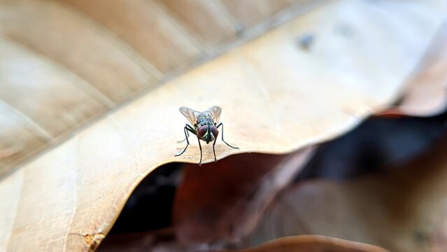 A fly stands on a dry leaf